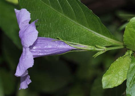 Ruellia tuberosa L. | Plants of the World Online | Kew Science