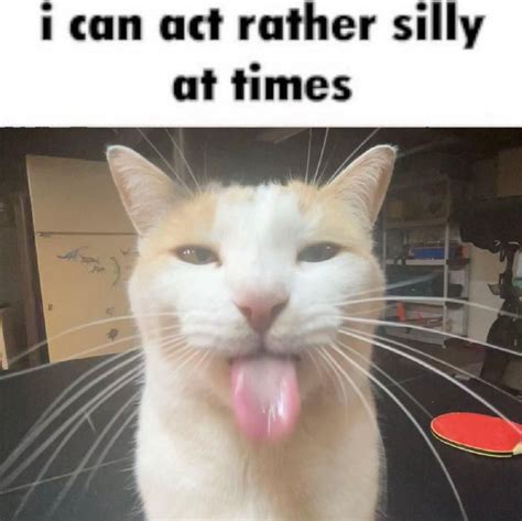 "I Can Act Rather Silly at Times" | BLEHHHHH :P Cat | Silly cats ...