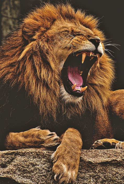 HD wallpaper: battle, cat, fight, lion, predator | Wallpaper Flare