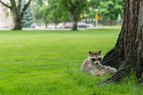 Living with wildlife in Colorado means not touching or feeding wildlife ...