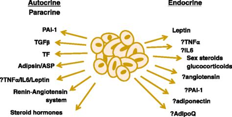 Hormones and other substances secreted by adipose tissue.... | Download ...