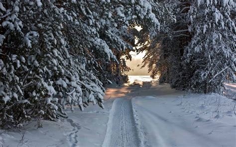 Winter Tree Tunnel