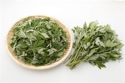 Mugwort Tea: Delicious Drink with Plenty of Healthy Benefits