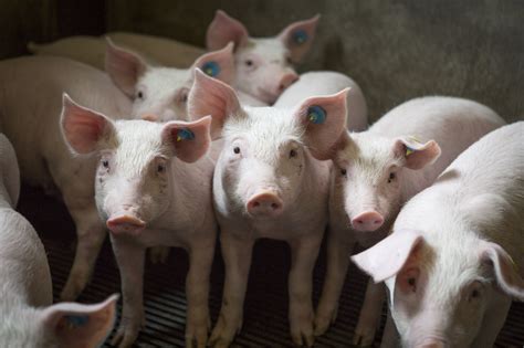 Piglets in Dutch farm - ITB Boxmeer