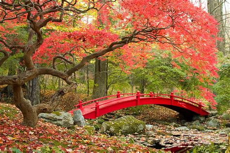 HD wallpaper: Maple trees, Autumn, 4K, Japanese Garden | Wallpaper Flare