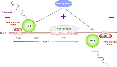 Transcription at the Centromere Plays an Important Role in Centromere ...