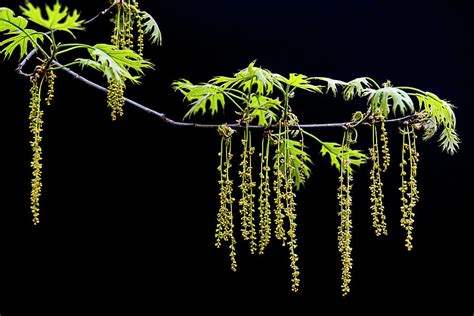 Hanging Pin Oak Tree Seeds Photograph by Patti Deters - Fine Art America