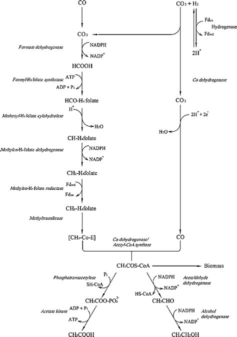 The acetyl-CoA pathway for acetogenic microbes. | Download Scientific ...