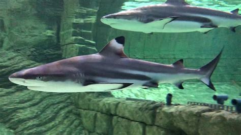 Baby Shark in Aquarium - YouTube