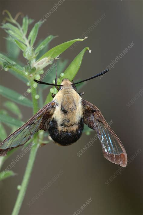 Hummingbird Moth laying eggs - Stock Image - F031/3169 - Science Photo ...