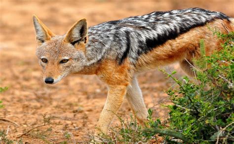 Jackal, Black-backed - Fascinating Africa