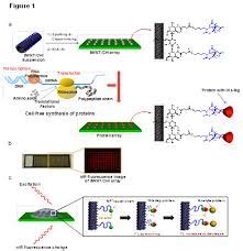 Applications of Protein Array in Diagnostics, Genomic and Proteomics ...