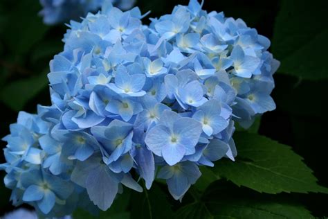 🔥 [40+] Blue Hydrangea Wallpapers | WallpaperSafari