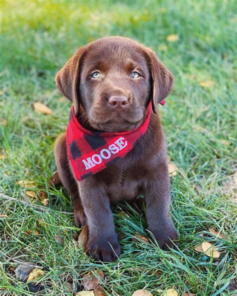 Hi everyone, I’m Moose, an 8 week old English Chocolate Labrador! in ...