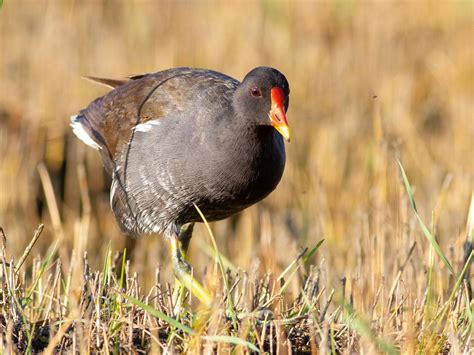 Female Moorhens (Male vs Female Identification) | Birdfact