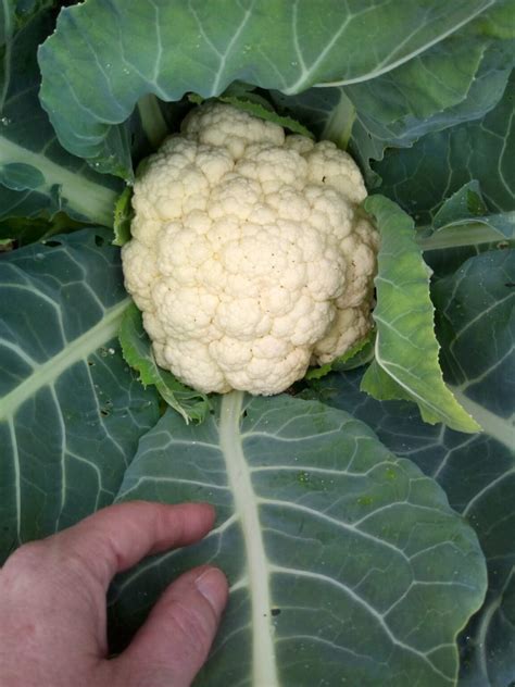 Buy Cauliflower - Snowball - Growers Organics