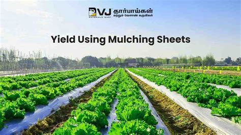 Crop Yield Using Mulching Sheets | Mulching Sheet Film