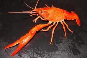 Life Cycle - Crayfish