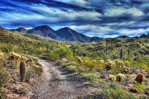 Sonoran Desert, Arizona | Sonoran desert, Nature, Southwest desert