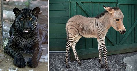 18 Hybrid Animals That Are Hard To Believe Actually Exist | Bored Panda