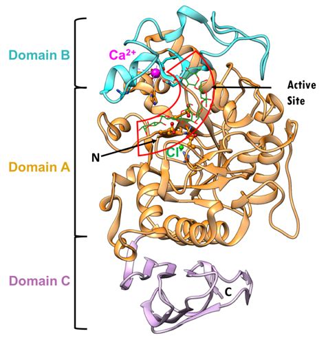 PDB-101: Global Health: Diabetes Mellitus: Drugs: Alpha glucosidase ...