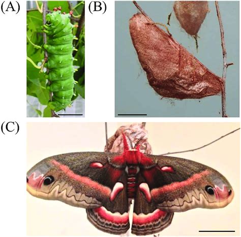 Moth Caterpillar Life Cycle