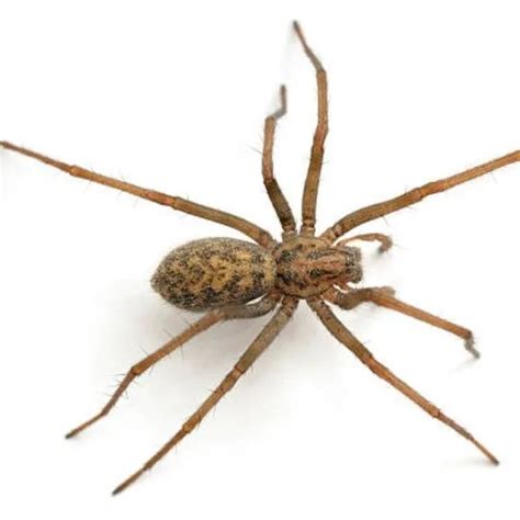 Are Brown House Spiders Poisonous? Facts and Information - NM Pest Control