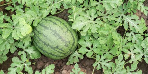 Watermelon Farming | Greenlife | 2024 Update