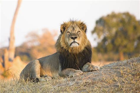 Cecil lives on in the lions of Hwange, Zimbabwe - Lonely Planet