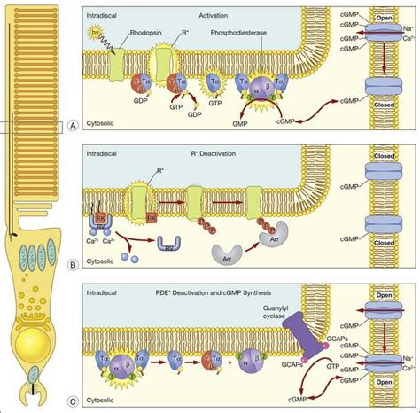 Structure and Function of Rod and Cone Photoreceptors | Clinical Gate