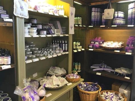 Norfolk Lavender - A Complete Visitor’s Guide | Written by a Local