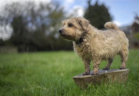 Norfolk Terrier Dogs | Dog Breeds