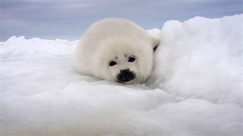 Baby White Seal