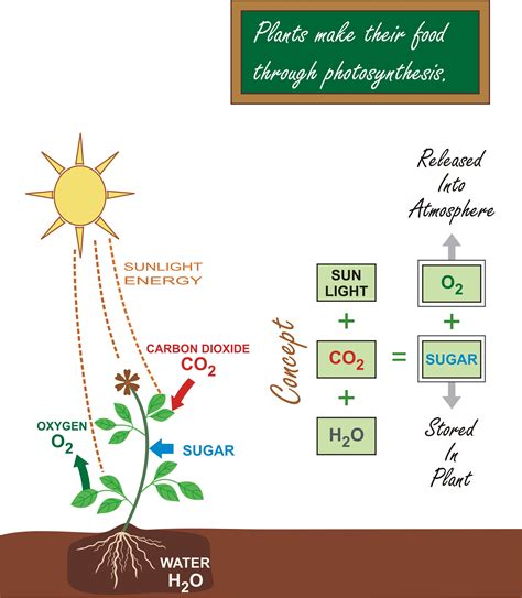 Photosynthesis Equation Diagram