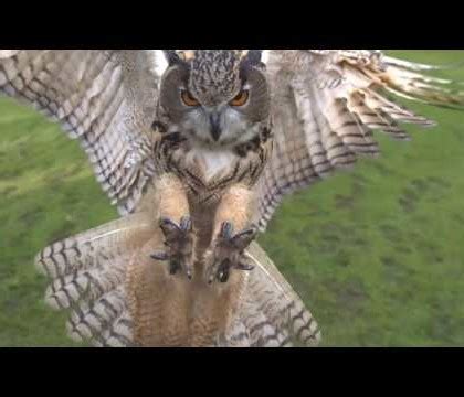 10 Amazing Slow-Motion Animal Videos : The National Wildlife Federation ...