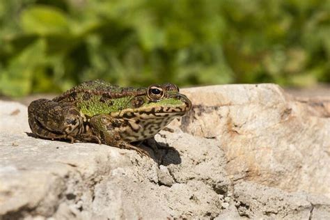 Berita Katak Terbaru Hari Ini - Grid.ID