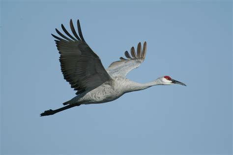 TPWD: Texas Whooper Watch: Whooping Crane Look-alikes