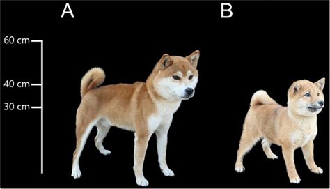 | Body sizes of Shiba Inu and Mame Shiba Inu. (A) Shiba Inu. (B) Mame ...