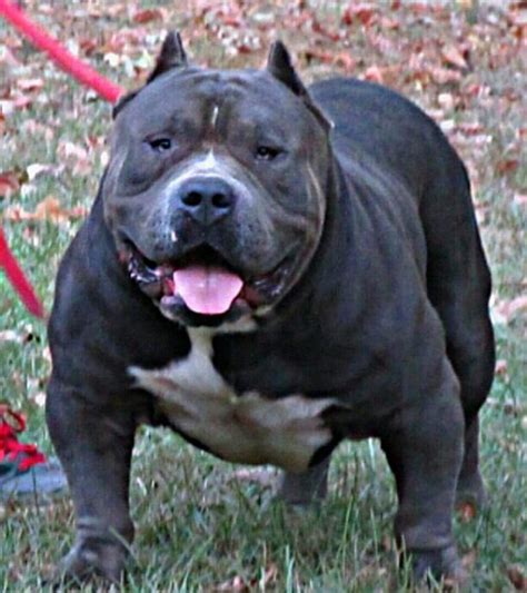 39 Droll Pitbull Dog American Bully Photo 8K - Bleumoonproductions