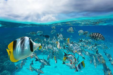 7 Fish Facts You Won't Believe (Updated 2023)