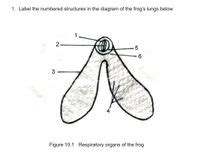 Answered: 1. Label the numbered structures in the… | bartleby