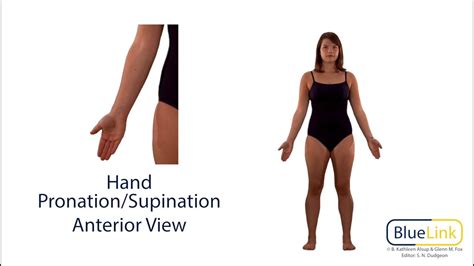 Hand Pronation Supination - YouTube