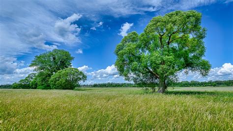 Field And Green Trees With Blue Sky And Clouds Background During Summer ...