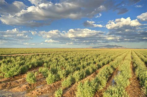 Bridgestone to Make Tires form Desert Shrub Guayule Plants in SW US ...