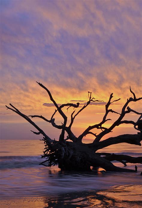 Sunrise At Driftwood Beach 6.2 Photograph by Bruce Gourley