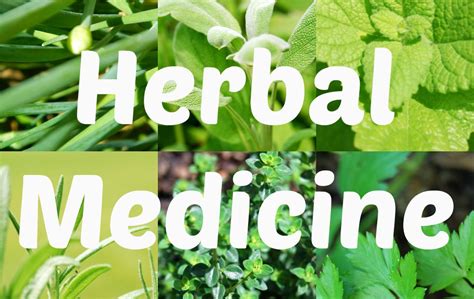 What is Herbal Medicine? – Braziers Park