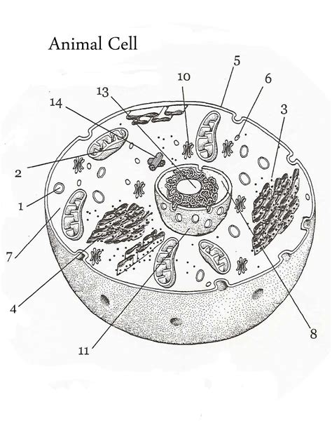 Plant And Animal Cell Labeling Worksheet Pdf