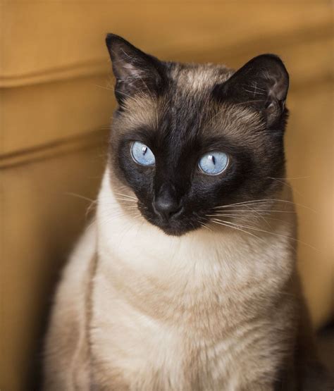 Check Out the Distinct Personality of the Snowshoe Siamese Cat