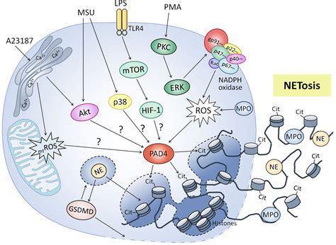 Frontiers | Role of Cellular Metabolism in the Formation of Neutrophil ...