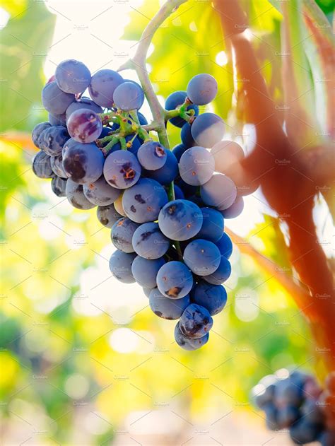 Branch of red wine grapes featuring agriculture, autumn, and background ...